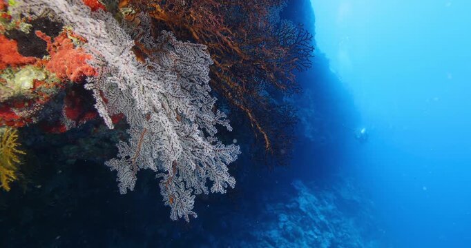 Scuba divers swimming between corals at coral reef and study underwater life. Diving instructor teaches students. Underwater scuba diving education and training. Underwater tourism during vacation