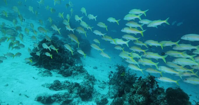 Underwater shot of Flock herd of dory snapper fish bait ball hiding from the shark. A fish swimming around coral reef. Seascape with schooling yellow Jack fish around corals of the Caribbean Sea