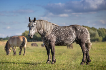 Percheron mare close up