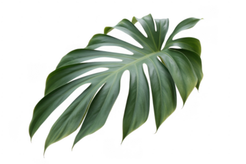 Large green monstera leaf on black plant foliage isolated on a transparent background