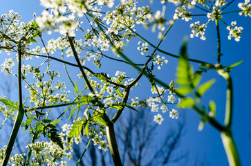Close-up of small white flowers on a small tree.