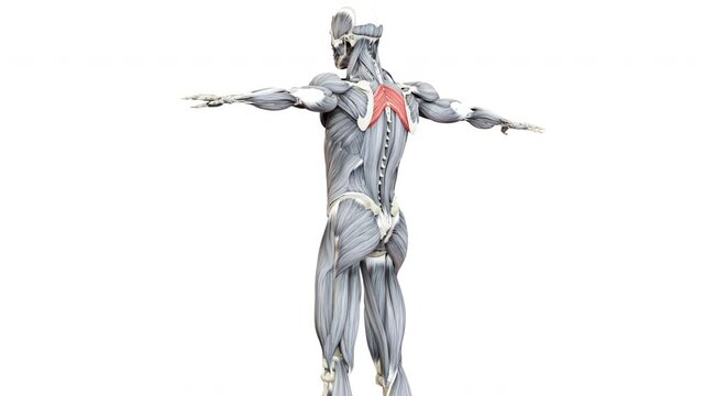Human Muscular System Torso Muscles Rhomboid Major Muscle Anatomy Animation Concept