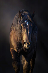 Percheron draft  horse portrait