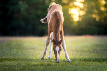 Beautiful red foal grazing on pasture at sunrise