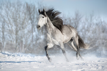 White horse run fast in snow