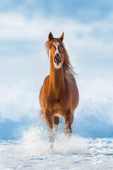 Horse run in winter snow