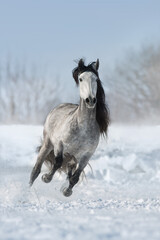 White horse run fast in snow