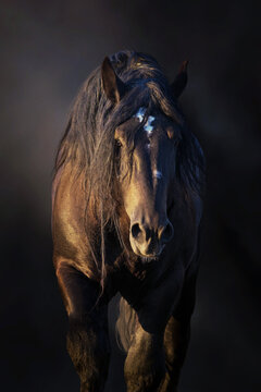 Percheron draft  horse portrait