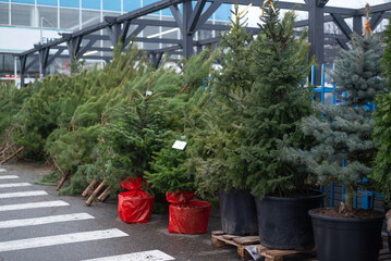 Fresh Christmas trees for sale outdoors at a holiday market, natural fir and spruce trees in pots ready for winter celebration.