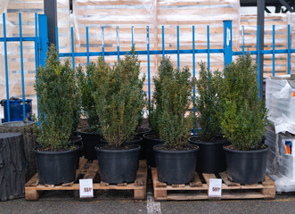 Potted boxwood shrubs on wooden pallets at an outdoor garden center or plant nursery 