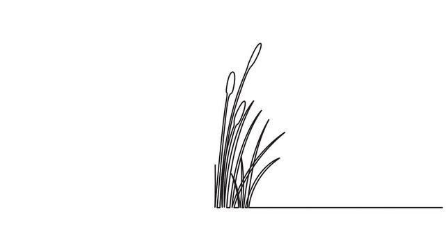Self animated minimalist continuous one line art illustration of cattails. Single line drawing cattails animation