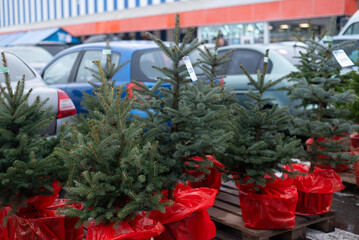 Fresh Christmas trees for sale outdoors at a holiday market, natural fir and spruce trees in pots ready for winter celebration.
