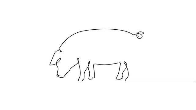 Self animated continuous line drawing of a pig. Single line art minimalist style pig animation