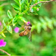 Bee feeding on tiny flower