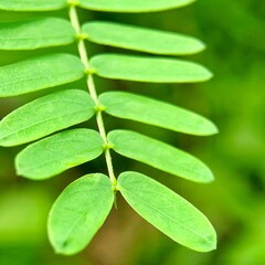 Green leaves with natural pattern