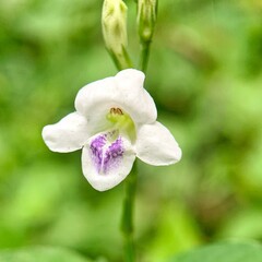 White wildflower with purple center