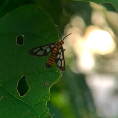 Macro moth in natural light