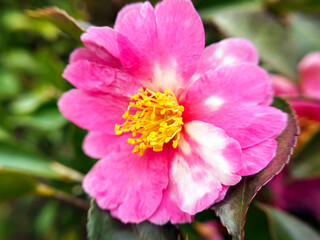 サザンカのクローズアップ