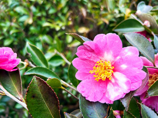 サザンカのアップ