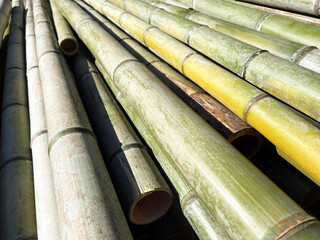 竹のクローズアップ