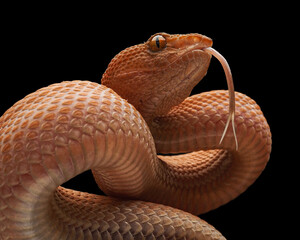 Fototapeta premium A stunning Purple-spotted Pit Viper (trimeresurus purpureomaculatus) showing its keeled scales and flickering tongue. This venomous predator displays a unique, earthy orange hue, 21 Dec 2025 Indonesia