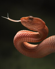 Fototapeta premium A stunning Purple-spotted Pit Viper (trimeresurus purpureomaculatus) showing its keeled scales and flickering tongue. This venomous predator displays a unique, earthy orange hue, 21 Dec 2025 Indonesia