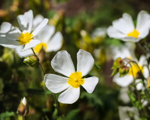Obraz premium White wildflowers with yellow centers blooming in natural green foliage. Spring nature background symbolizing freshness, biodiversity, ecology and outdoor floral beauty.