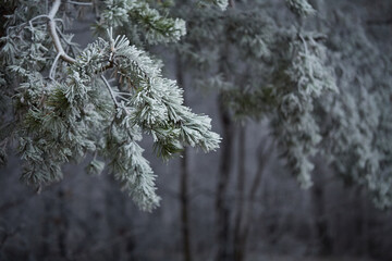 frost on the branches of tree
