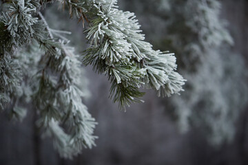 frost on the branches of tree