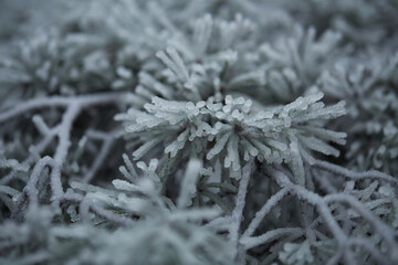 frost on the branches of tree
