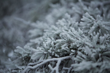 frost on the branches of tree