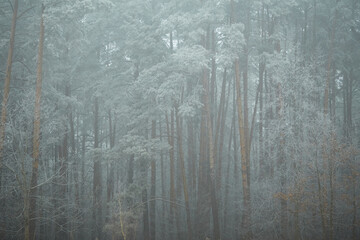 frost on the branches of tree