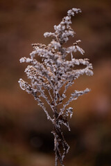 frost on the branches of tree
