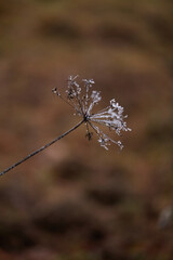 frost on the branches of tree