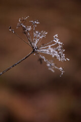 frost on the branches of tree