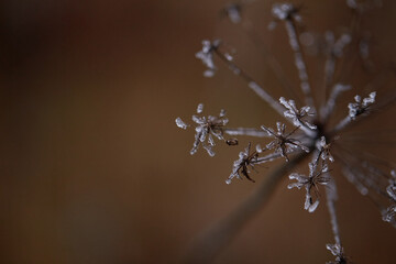frost on the branches of tree