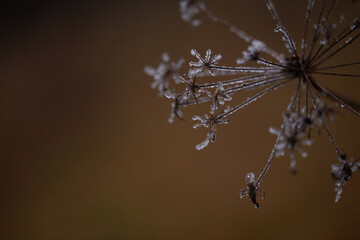 frost on the branches of tree