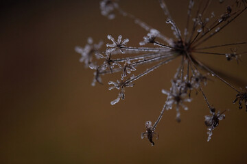 frost on the branches of tree