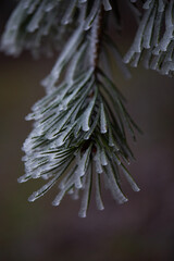 frost on the branches of tree