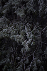 frost on the branches of tree