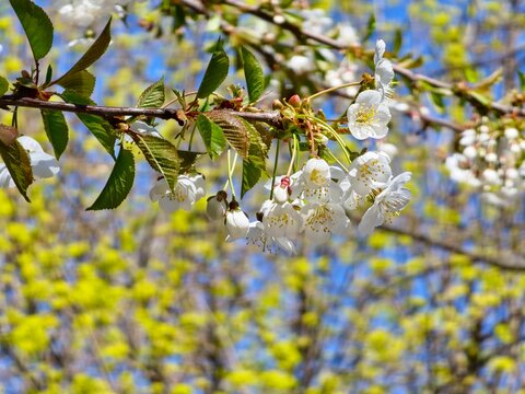 White cherry blossoms, Prunus subgen., bloom in cherry orchard. Close-up