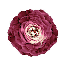 Rose  flower  on   isolated background with clipping path.  Closeup. For design. Studio shot.  Nature. Transparent background.	