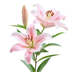 Fototapeta premium Elegant Pink Lilies Blooming With Buds Isolated Against Transparent Background