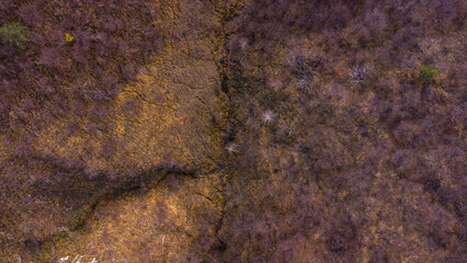 BOSCO VISTO DALL'ALTO