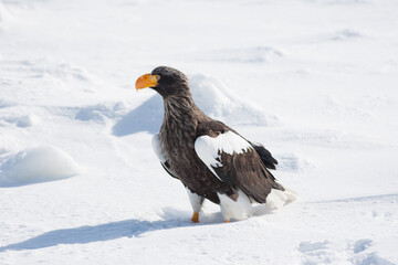 Majestic Steller's Sea Eagle (Haliaeetus pelagicus) standing on drift ice, close up portrait with yellow beak, Hokkaido wildlife. © Zenith