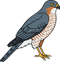 Eurasian Sparrowhawk - Animal Character Illustration Isolated on Transparent Background