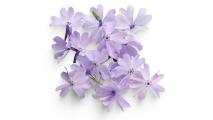 Obraz premium Flower - Purple flowers (2)