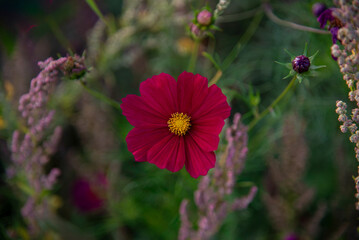 Cosmos bipinnatus