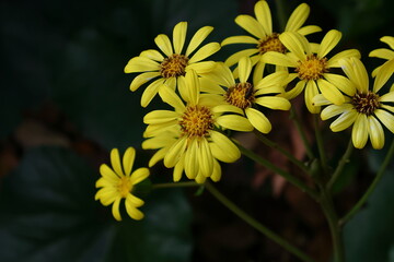 日本的な奥ゆかしい花