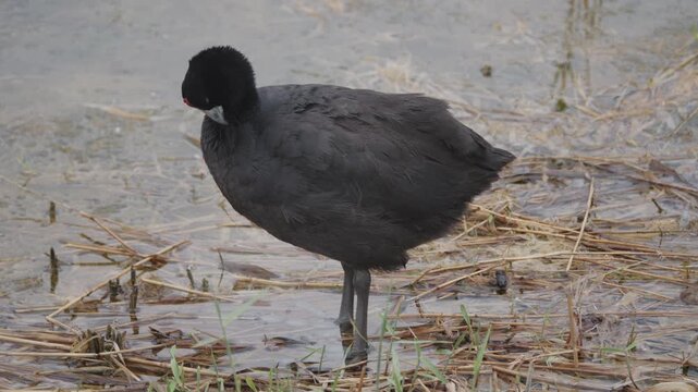 Crested coot walking and flying low over wetland water while feeding in a nature reserve recorded in slow motion at sunrise.